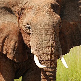 Murchison - Elephant